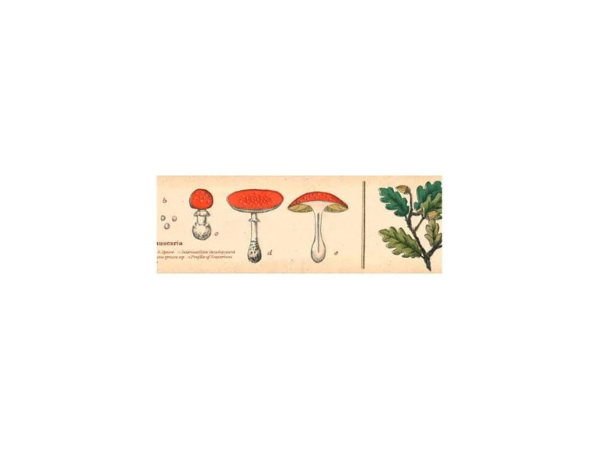 MT Washi Tape - EX Encyclopedia Plant (MTEX1P34R)