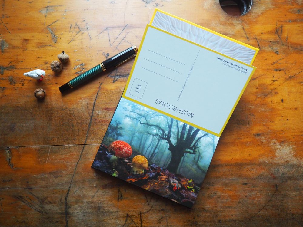 National Geographic - Mushrooms - 50 Postcards - Image 3