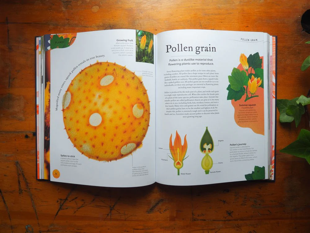 Nature's Treasures: Tales Of More Than 100 Extraordinary Objects From Nature by Ben Hoare - Image 4