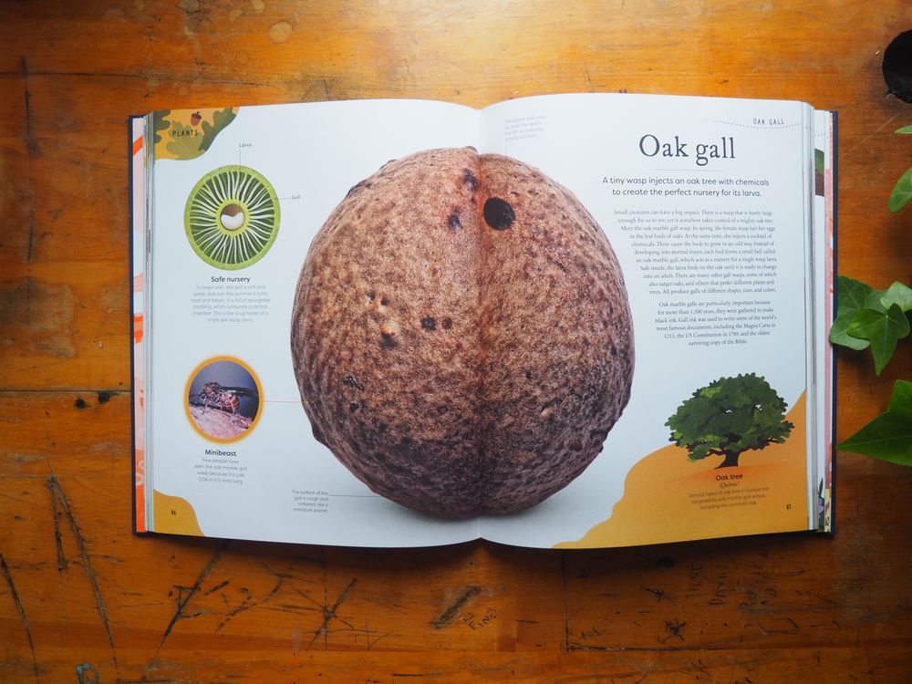 Nature's Treasures: Tales Of More Than 100 Extraordinary Objects From Nature by Ben Hoare - Image 6
