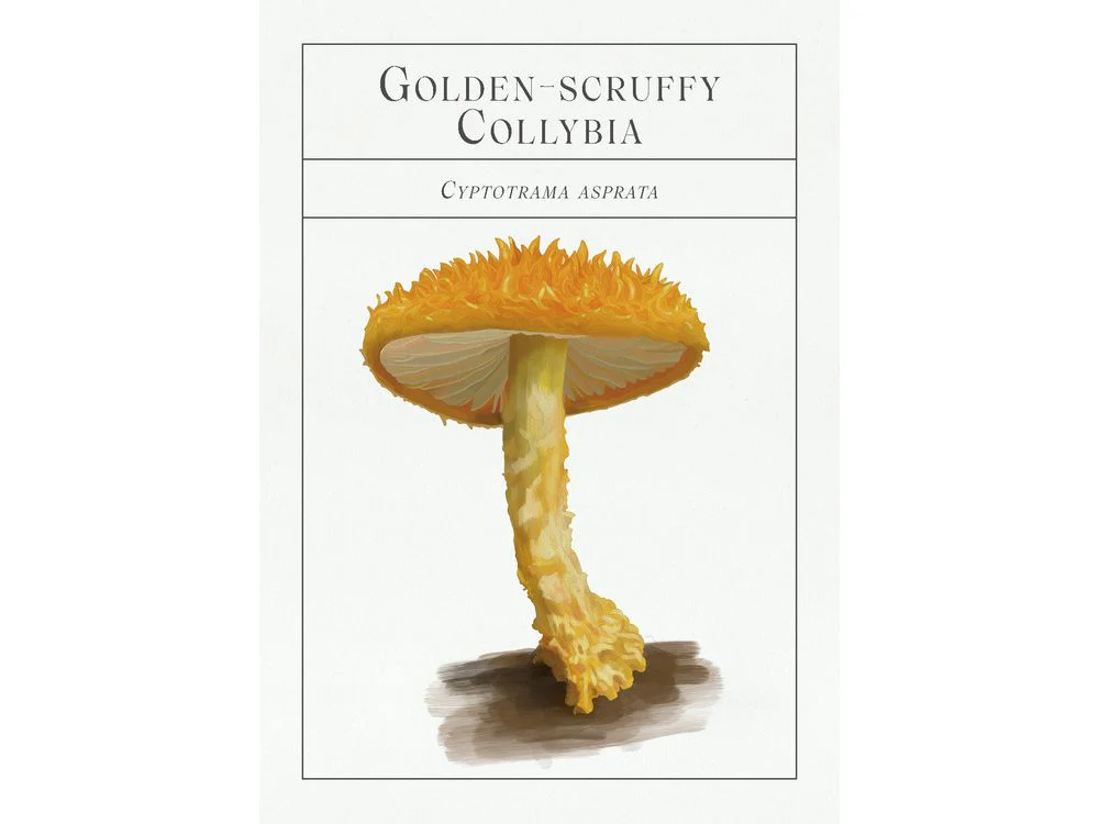 The Deck of Mushrooms by Dr. Sapphire McMullan-Fisher - Image 3